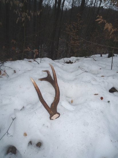 na jeleňom chodníčku