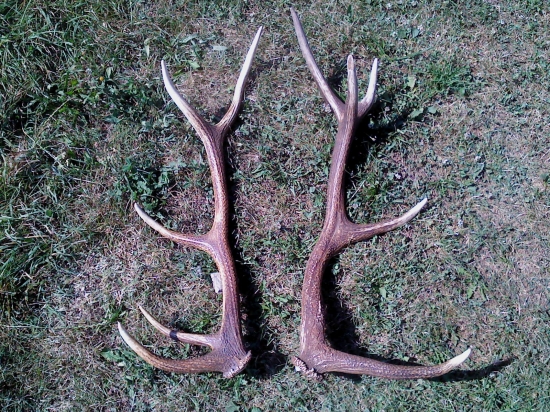 z jedného jeleňa po roku