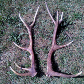 z jedného jeleňa po roku