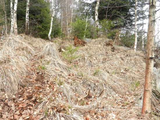 včerajší minuloročný osmorák