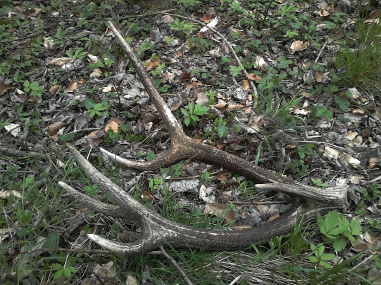 splneny sen - rarita