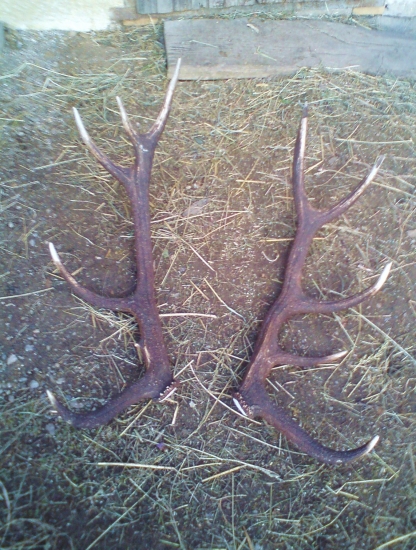 Johngárove minuloročné