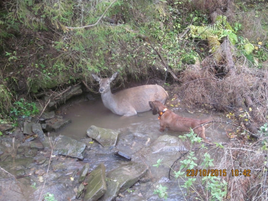 Luna Krigov  pred dostrelením