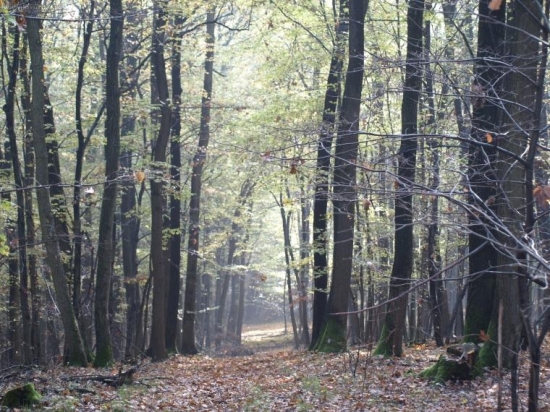 jeseň