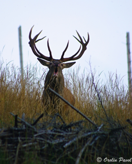 Borec reval ako sa patrí
