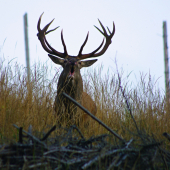 Borec reval ako sa patrí