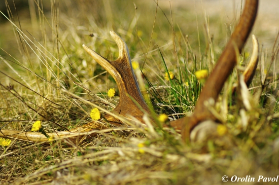 Bol som Mamke na podbeľ, ale ani na Otca som nezabudol