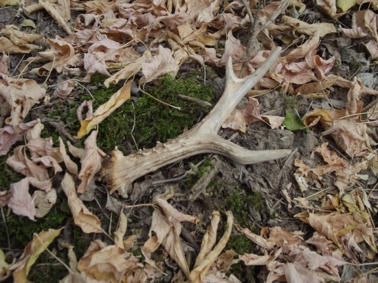 zhod....... tohtoročný