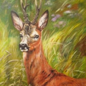 Roe deer