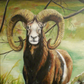 Muflon