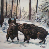 Divočáci