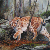 Rys_Lynx