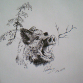 Sus scrofa