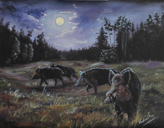 Divoka prasata v noci