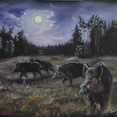 Divoka prasata v noci