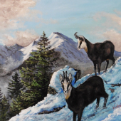 Kamzici 16