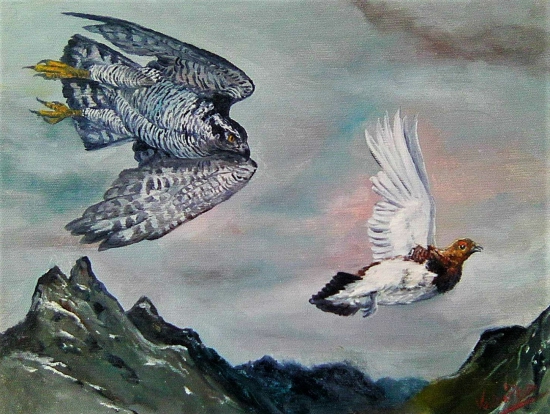 Jestřáb a bělokur