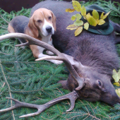 Sika japonský (východní)