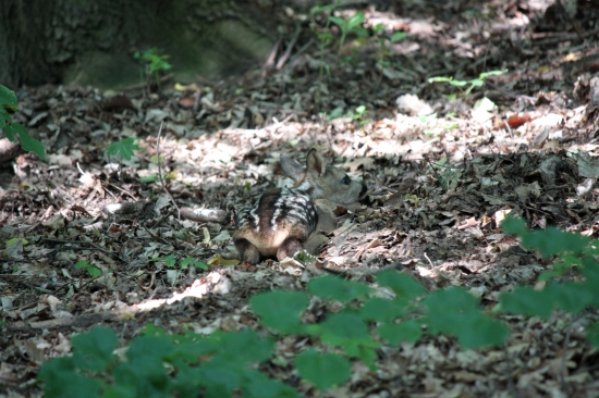 srnča
