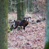 muflón kúsok od Kamzíka