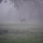 návšteva na záhrade
