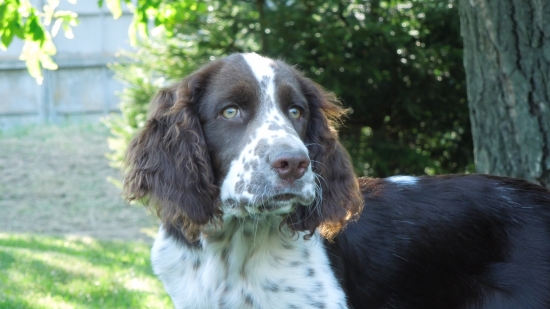 moje špringršpanělka