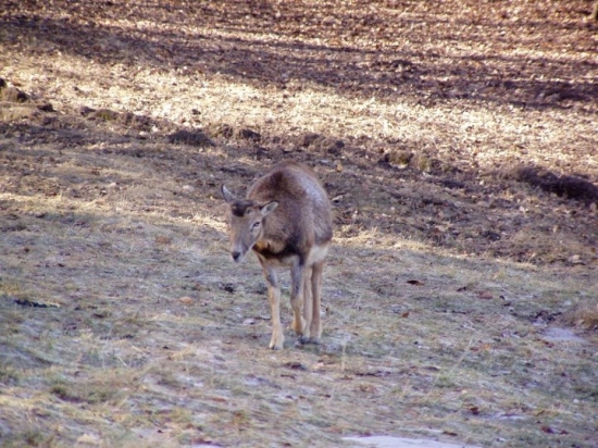 muflonka
