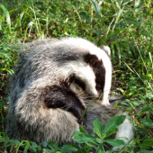 Jazvec lesný v sede