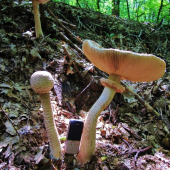 Bedla 45cm