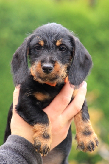 Brit z Lumivorskej záhrady