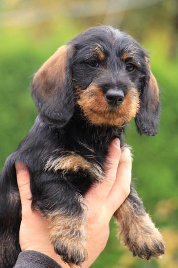 Bessi z Lumivorskej záhrady