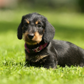 CATO z Lumivorskej záhrady