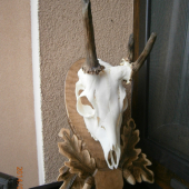 Trofej srnca ID : 240600