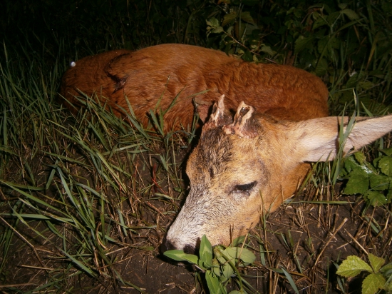 Nenávidený a milovaný