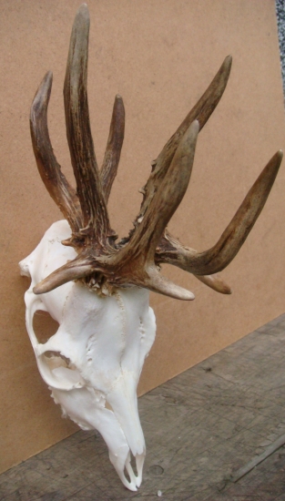 Rarita po ošetrení