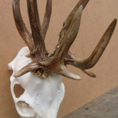 Rarita po ošetrení