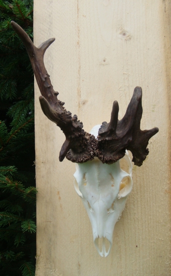 Ďalšia rarita z nášho revíru