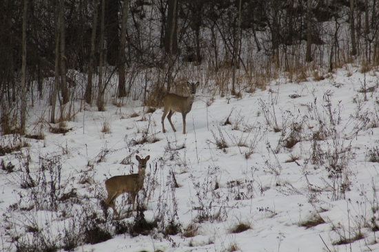 srnček s maminou...