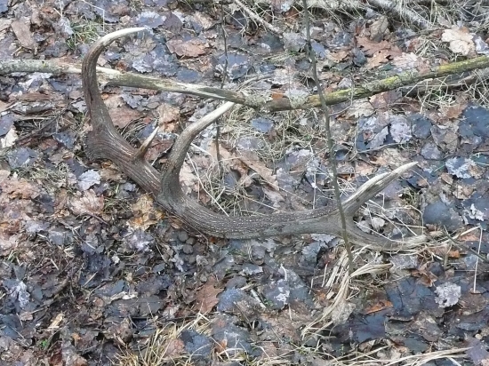 Dohľadaný 12-torák