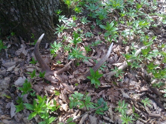 Dohľadaný pár po vrstevnici po cca 700 metroch