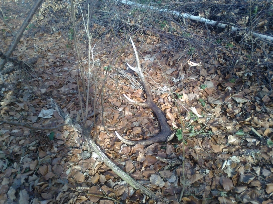 Po 5 minutách v lese