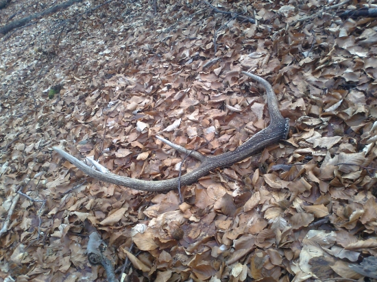 Dohľadaný po 2 dňoch po cca 5 km od prvého