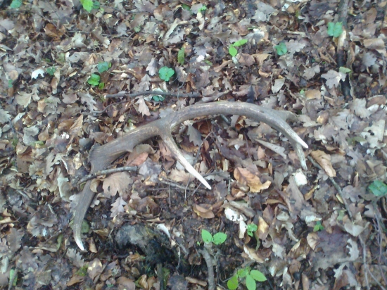 Korunkový 10toráčik