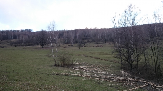 Dokonalý ohryz osík