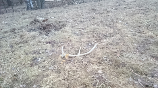 Minuloročný 6 torák