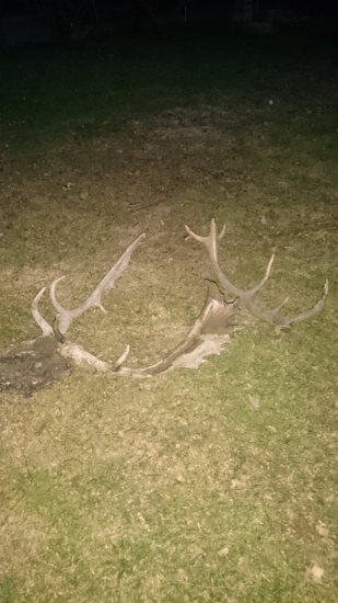 Úhyn daniela a jeden 12torák