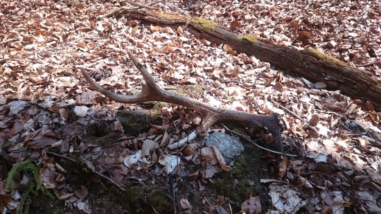 10 tka s odlomenou nadočnicou