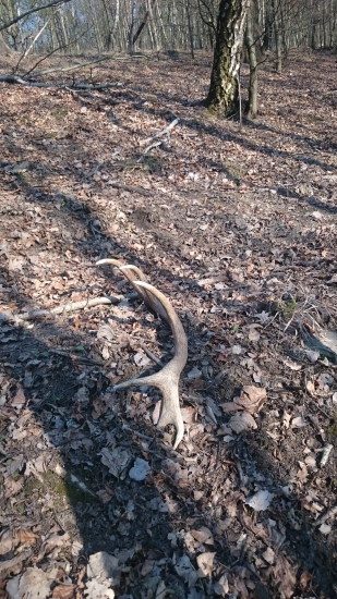 12 torák na chodníčku