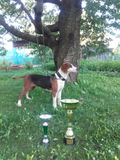 Srbsky trojfarebny durič