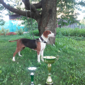 Srbsky trojfarebny durič